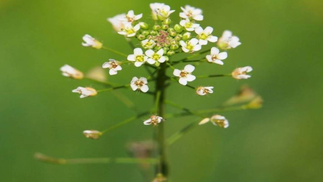 İbrahim Saraçoğlu'ndan hayat kurtaran tarif! Kalp damarlarını temizliyor, tansiyonu dengeliyor: Basurun en kesin çaresi 5